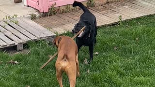 Dogs playing