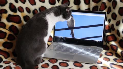 Cat is intrigued by the Bird sound and try to catch him on the laptop screen