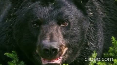 LIARD BLACK BEAR ATTACK August 14, 1997