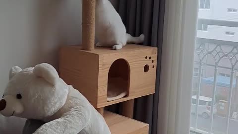 "KIM GOLD," an odd-eyed cat working out at a cat tower