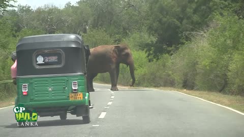 Huge elephant attacks bus for food.