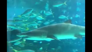 Shark and Stingray upclose