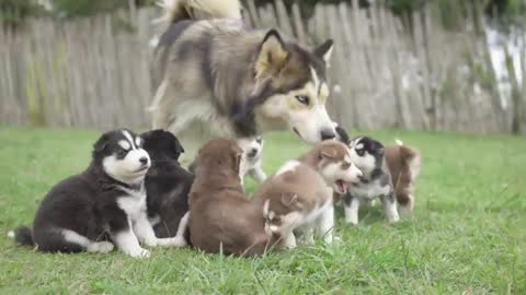 Cachorritos Husky 😍