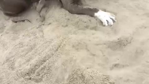 Insane in the sand