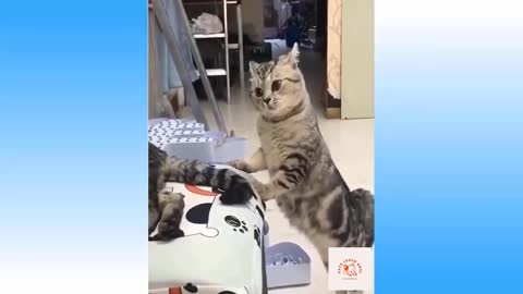 Funny and smart cute cats 2021