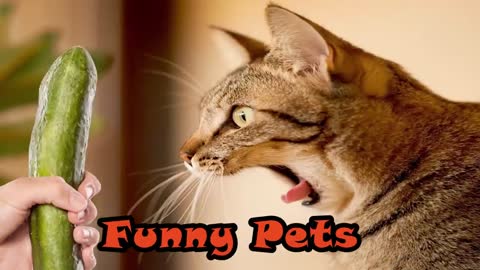 funny Cats Videos compilation