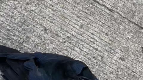 Friendly Crow Love With Owner🐦‍⬛💕