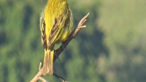 Canário da terra cantando muito