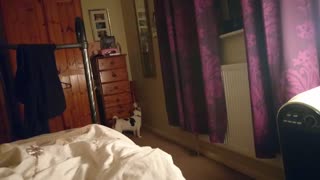 Jack Russell acting strange and barking at corner of room
