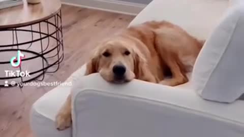 Lazy Golden Retriever Puppy