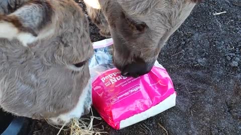 Diva The Donkey Wants Treats