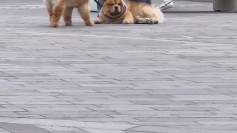 Chow Chow Stubbornly Refuses To Stand