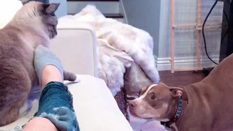 Cat quickly puts playful pit bull in her place