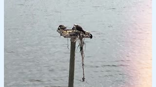Blasian Babies DaDa Noticed That The Waterfront Osprey Chicks Grew Up And Left The Nest