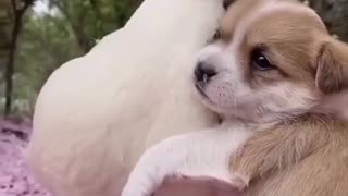 😍Cute and Funny Dog Compilation