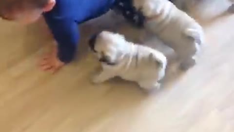 Baby Play with dog