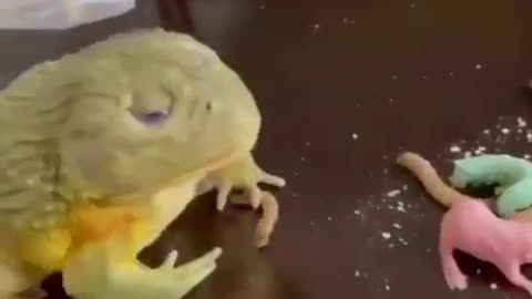Frog eating newborn rat cub.