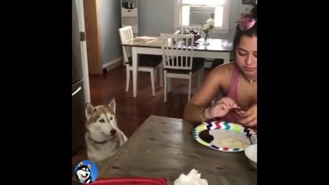 Montage of Funny🐕🐕 Husky videos.