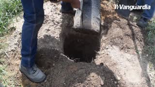 Así se trabaja para plantar 18 mil árboles en Bucaramanga y el área