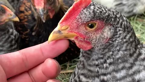 Young Chicken Pecking at Camera and Getting Chin Scritches