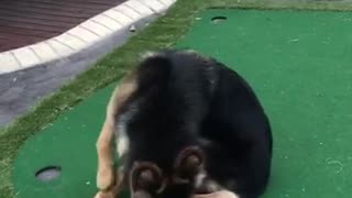 Black and brown german shepard chasing tail on golf course