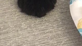 Cat Pops Out From Bubble Wrap To Steal Scrambled Eggs