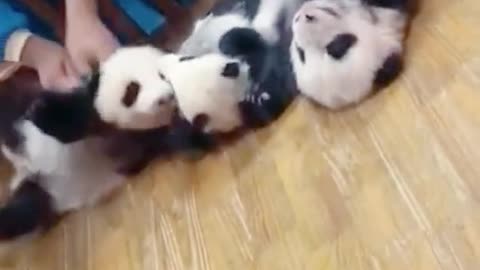 Baby Pandas