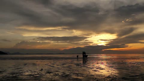 silhouette of a man walking with dogs on the beach at sunset