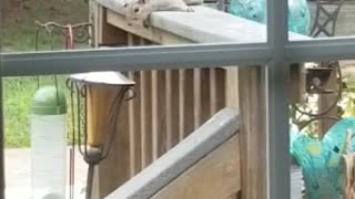 Sunbathing Squirrel on my Porch Funny Animal Videos in my Yard