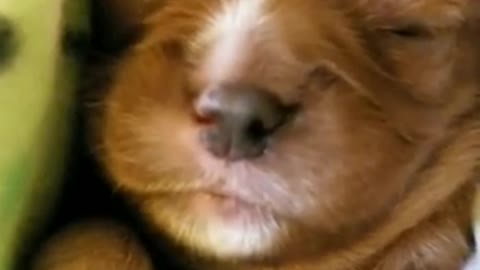 Cute puppy sleeping and dreaming | EasonWorld