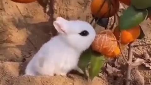 Best Funny Animal Videos of the year (2023), funniest animals ever. relax with cute animals video