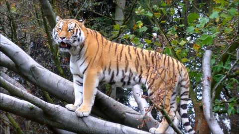 A tiger stands on the trunk of a tree and contemplates the forest