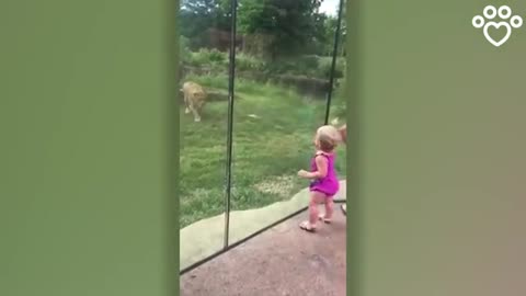 Lion Tries to pounce on Little Girl but slam into Glass