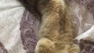 Cat Stretching Her Body