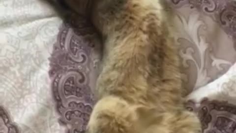 Cat Stretching Her Body