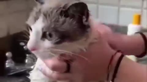 Disgruntled_Cats__Unusual_Beauty_Treatment!_#cat_#cats(720p)