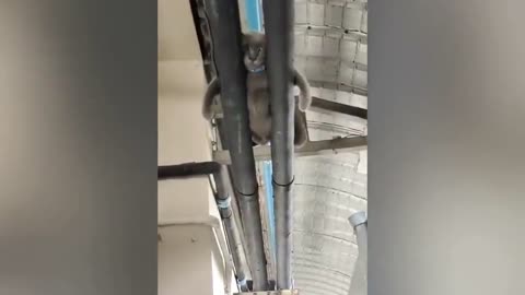 Hilarious moment pet cat with bulging tummy sleeps between two pipes