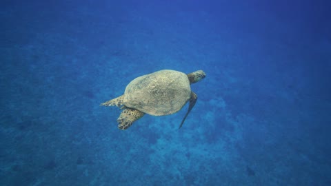 A Turtle Swimming Underwater