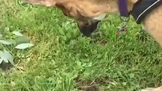 Dog Dives His Head Into the Dirt