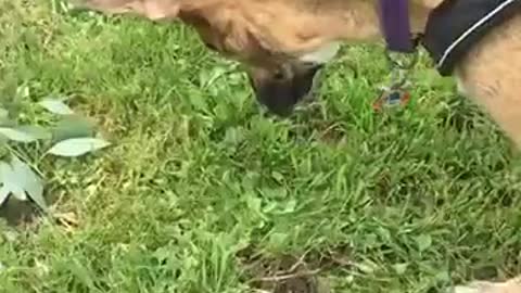 Dog Dives His Head Into the Dirt