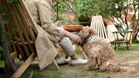 Dog performing a hand shake