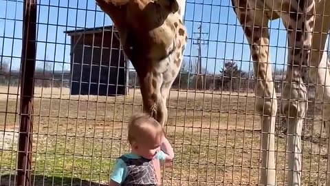 CuteGiraffe G es Baby Smooches!
