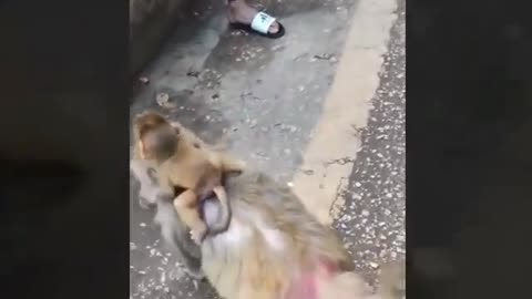 funny monkey video 15