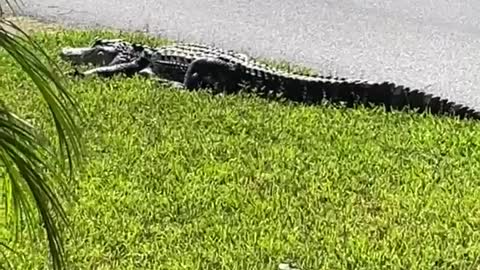 Gator Lays Down in Lawn