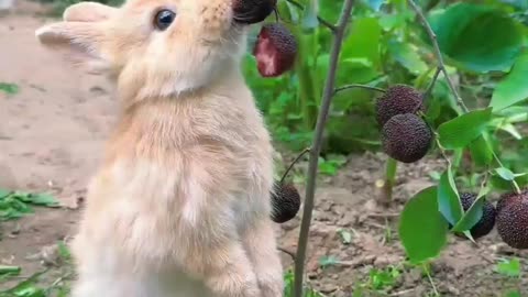 The little rabbit eating red bayberry#cutepet#rabbit