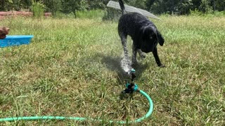 Bear vs Sprinkler