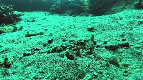 Funny looking jawfish spewing sand out of its burrow