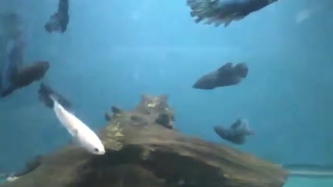 Lindos peixes brancos, azuis e pretos no aquário da loja [Nature & Animals]