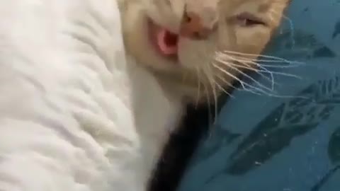 Сat yawns