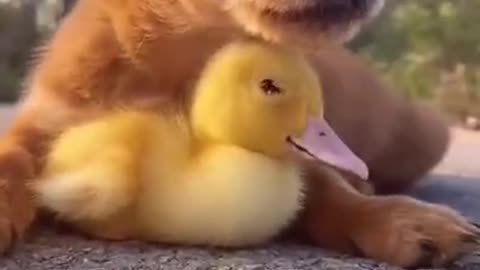 cute dog with duck